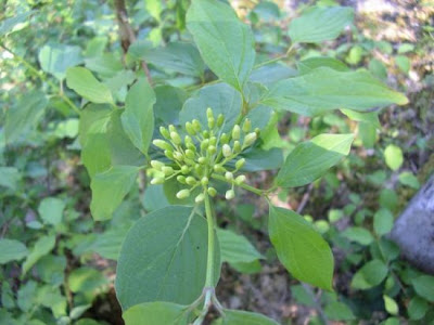 Common dogwood Common dogwood