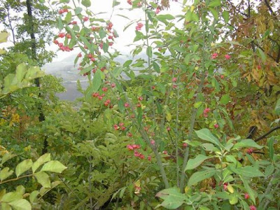 European spindletree