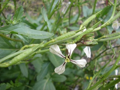 Garden Rocket Garden Rocket