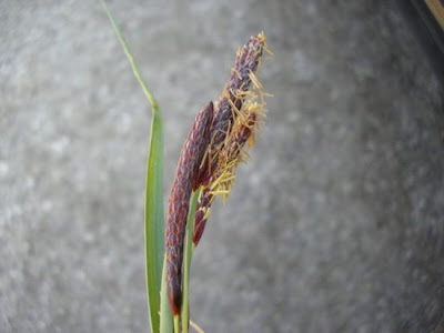 Carex flacca Schreber