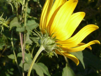 Ten-petals sunflower