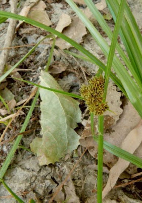 Cyperus fuscus L.