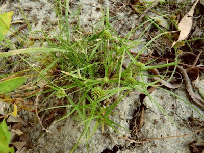 Cyperus michelianus (L.) Delile