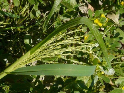 Fall panic grass Fall panic grass