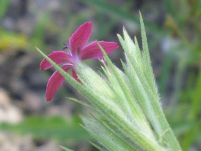 Deptford pink