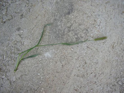 Pigeon grass