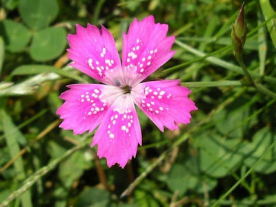 Maiden pink Maiden pink