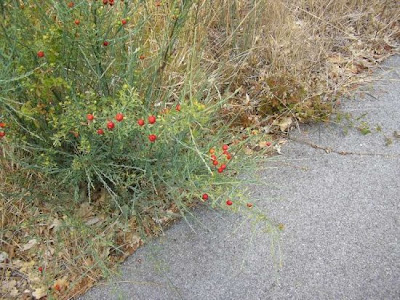 Ginestrella comune