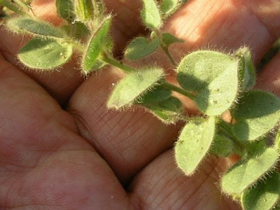 Kickxia spuria,
Cencio molle,
Cencio molle a foglia intera,
falsa-ver&oacute;nica,
linaire b&acirc;tarde,
Round Leaved Fluellen,
roundleaf cancerwort,
Unechtes T&auml;nnelkraut