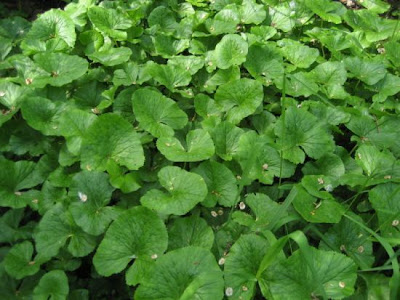 Caltha palustris L.