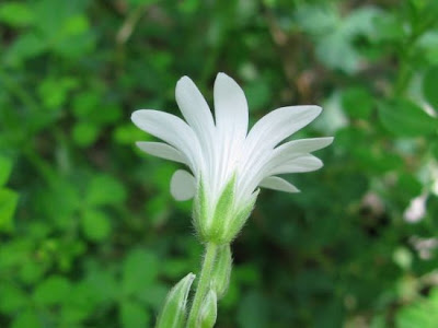 Field mouse-ear