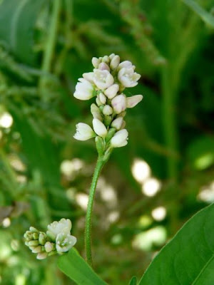 Erva-de-bicho