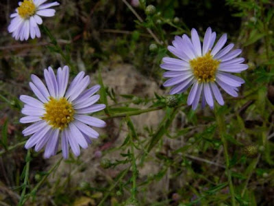Glattblatt-Aster Glattblatt-Aster