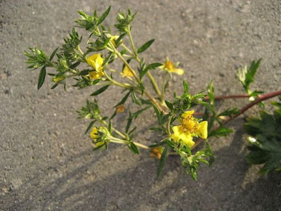 Palmleaf cinquefoil