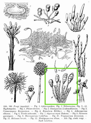 Macrosporium trichellum