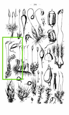 Fissidens moss Fissidens moss