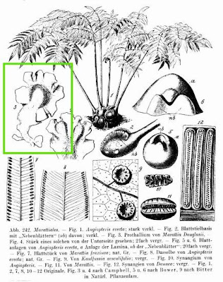 Hawai'i potato fern Hawai'i potato fern
