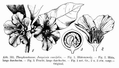 Jacquinia ruscifolia
