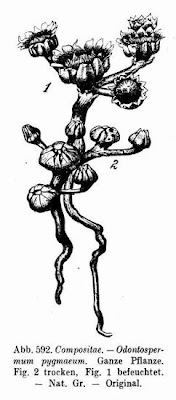 Odontospermum pygmaeum