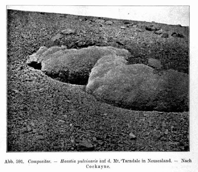 Haastia pulvinaris