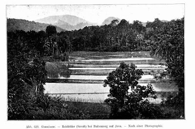 Lowland rice