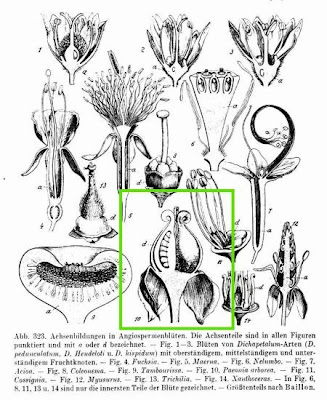 Paeonia arborea,
mu dan