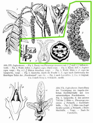 Juglans regia,
Carpathian walnut,
echte Walnu&szlig;,
English walnut,
hu tao,
Madeira walnut,
Noce comune,
nogal com&uacute;n,
nogal europeo,
nogal ingl&eacute;s,
nogueira-comum,
nogueira-europ&eacute;ia,
noyer commun,
Persian walnut,
Walnut