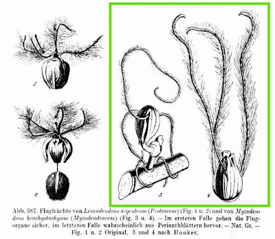 Myzodendron brachystachyum