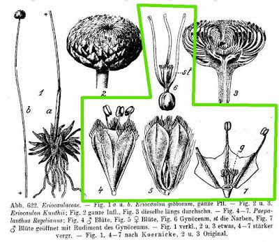 Paepalanthus regelianus