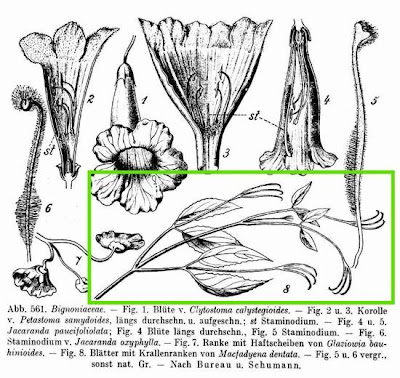 Macfadyena dentata