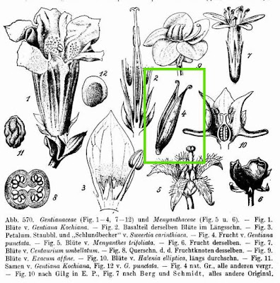 Genziana punteggiata
