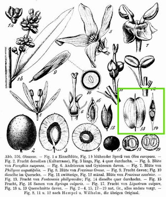 Syrian-privet