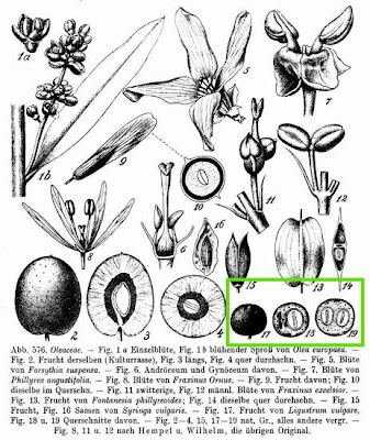 European privet