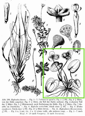European frog's-bit European frog's-bit