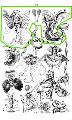 Green-winged orchid Green-winged orchid