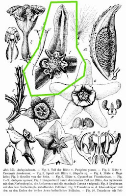 Periploca graeca L.