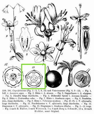 Danewort