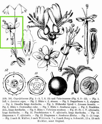 Valeriana montana,
Mountain Valerian,
Valeriana montana