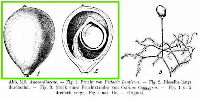 Pistacia lentiscus L.