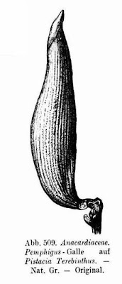 Pistacia terebinthus L.