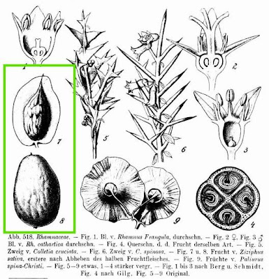 Ziziphus sativa