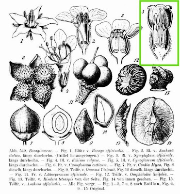 Echter beinwell