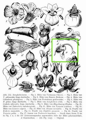 Elefantina