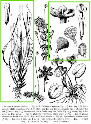 Eel-grass