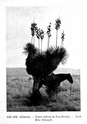 Yucca radiosa,
palmella,
Seifen-Palmlilie,
soaptree,
soaptree yucca,
soapweed,
soapweed yucca