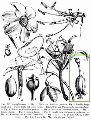 Urceolina pendula