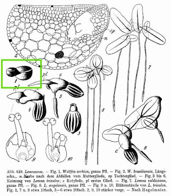 Wolffia arrhiza,
Rootless Duckweed,
spotless watermeal,
Wolffia