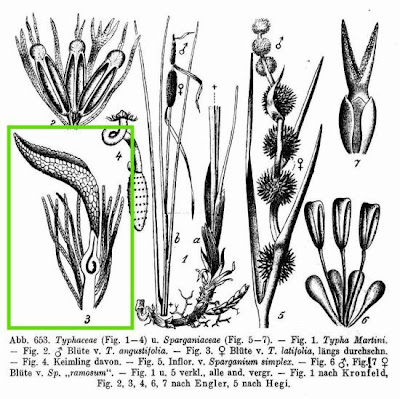 Cattail (common) Cattail (common)