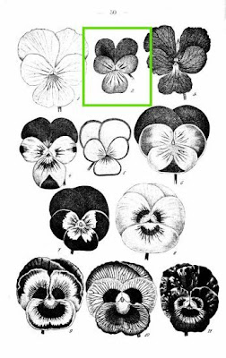 Field pansy