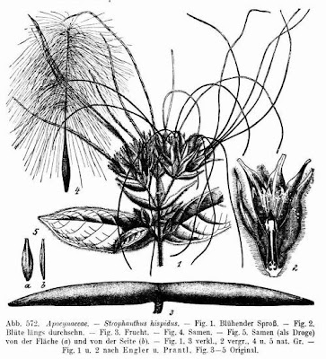 Hairy strophanthus